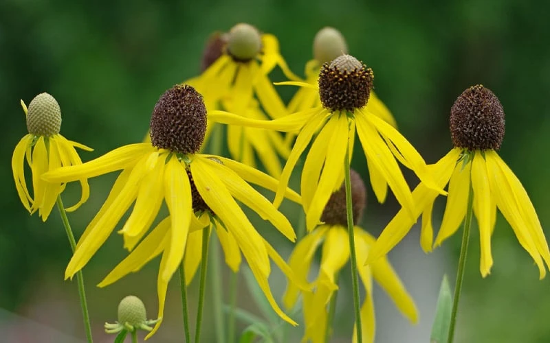 Grey Headed Coneflower (Ratibida Pinnata) - 6 Pack Of 1 Gallon Pots - Image 7