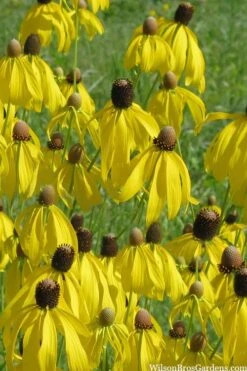 Grey Headed Coneflower (Ratibida Pinnata) - 6 Pack Of 1 Gallon Pots
