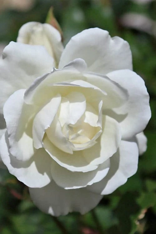 Iceberg Tree Rose - 7 Gallon Pot - Image 4