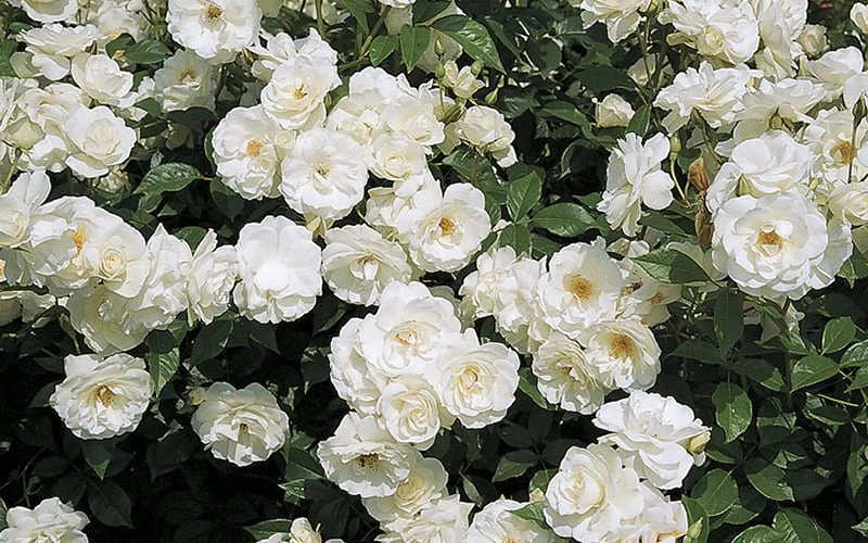 Iceberg Shrub Rose - 3 Gallon Pot - Image 6