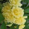 Lady Banks Yellow Rose - 5 Gallon Pot