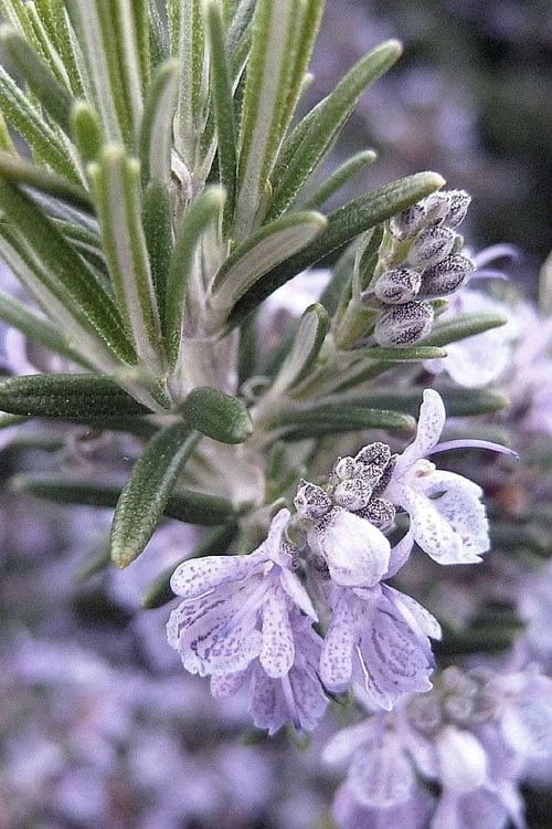 Gorizia Barbecue Skewers Rosemary - 1 Gallon Pot - Image 6