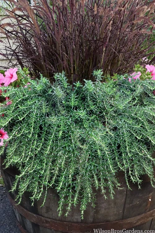 Prostrate Creeping Rosemary - 1 Gallon Pot - Image 7