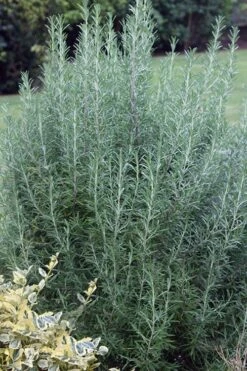 Salem Rosemary - 1 Gallon Pot