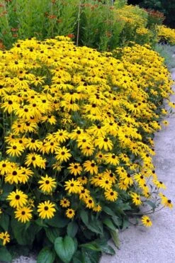Black Eyed Susan Daisy (Rudbeckia Fulgida) - 1 Gallon Pot