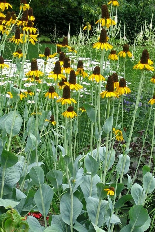 Great Coneflower (Rudbeckia Maxima ) - 1 Gallon Pot