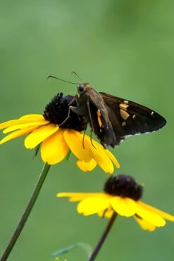 Brown Eyed Susan Daisy (Rudbeckia Triloba) - 1 Gallon Pot