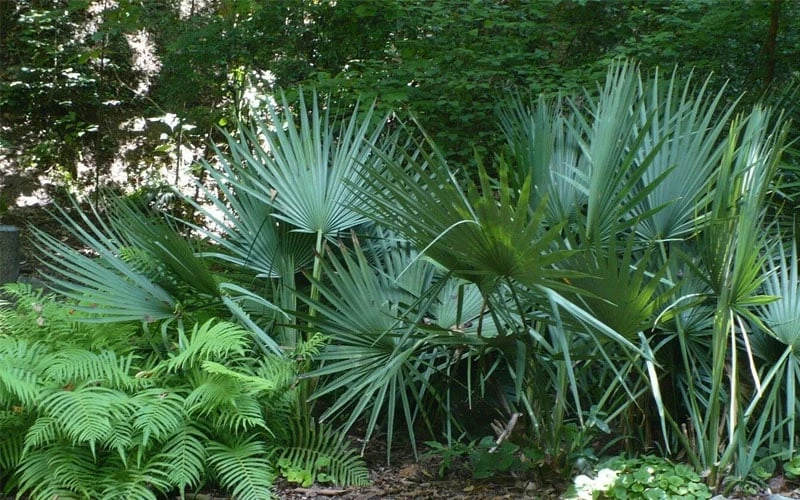 Blue Stem Dwarf Palmetto Palm (Sabal Minor) - 7 Gallon Pot - Image 7