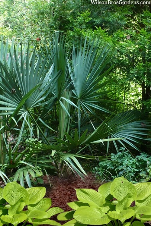 Blue Stem Dwarf Palmetto Palm (Sabal Minor) - 7 Gallon Pot - Image 5