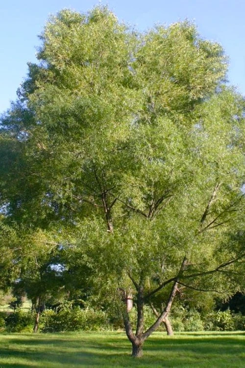 Black Willow Tree (Salix Nigra) - 3 Gallon Pot - Image 7