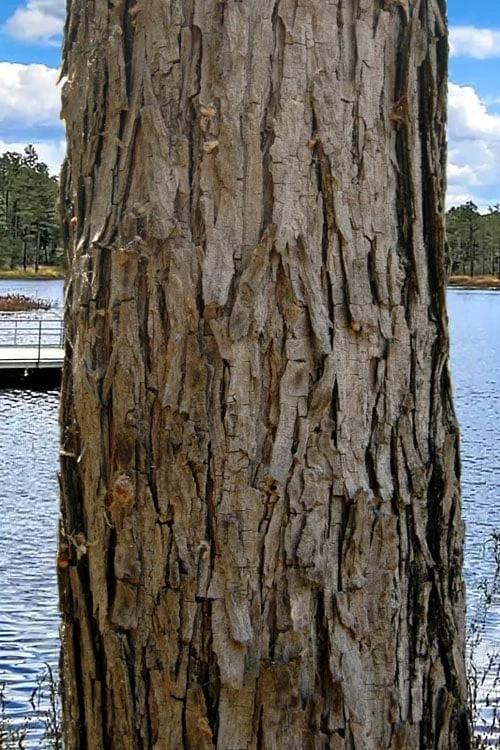 Black Willow Tree (Salix Nigra) - 3 Gallon Pot - Image 5