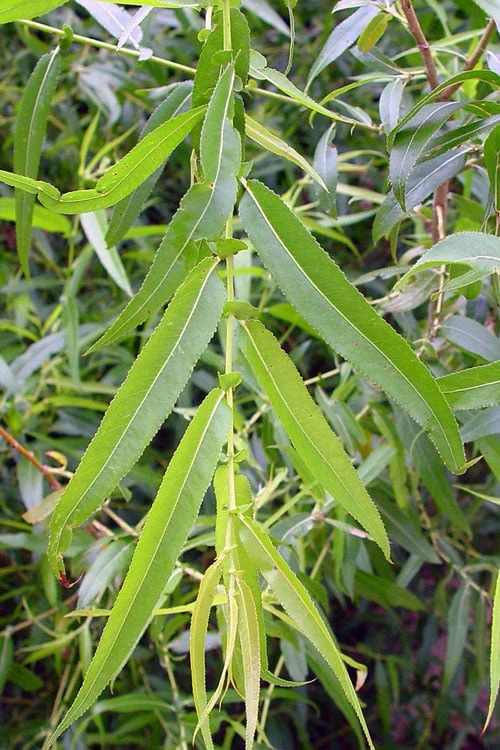 Black Willow Tree (Salix Nigra) - 3 Gallon Pot - Image 4