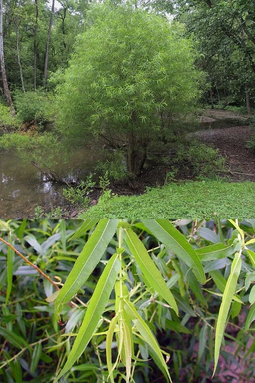 Black Willow Tree (Salix Nigra) - 3 Gallon Pot - Image 6