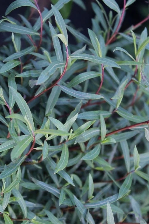 Dwarf Blue Arctic Willow Bush (Salix Purpurea 'Nana') - 5 Gallon Pot - Image 7