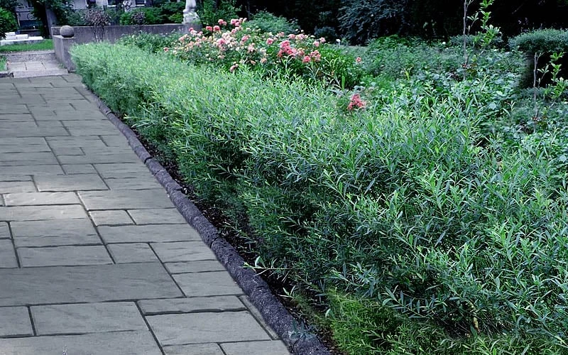 Dwarf Blue Arctic Willow Bush (Salix Purpurea 'Nana') - 5 Gallon Pot - Image 5