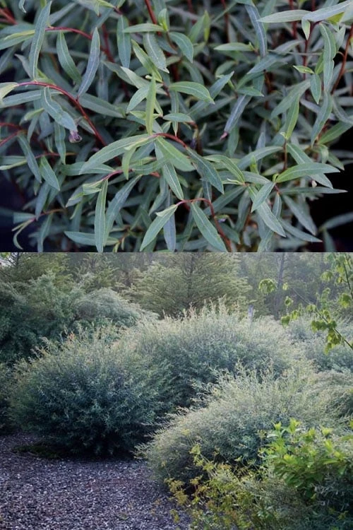 Dwarf Blue Arctic Willow Bush (Salix Purpurea 'Nana') - 1 Gallon Pot - Image 8