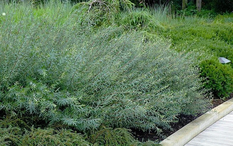 Dwarf Blue Arctic Willow Bush (Salix Purpurea 'Nana') - 5 Gallon Pot - Image 6