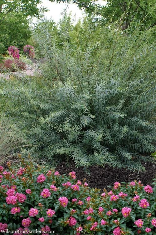 Dwarf Blue Arctic Willow Bush (Salix Purpurea 'Nana') - 1 Gallon Pot