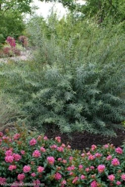 Dwarf Blue Arctic Willow Bush (Salix Purpurea 'Nana') - 5 Gallon Pot