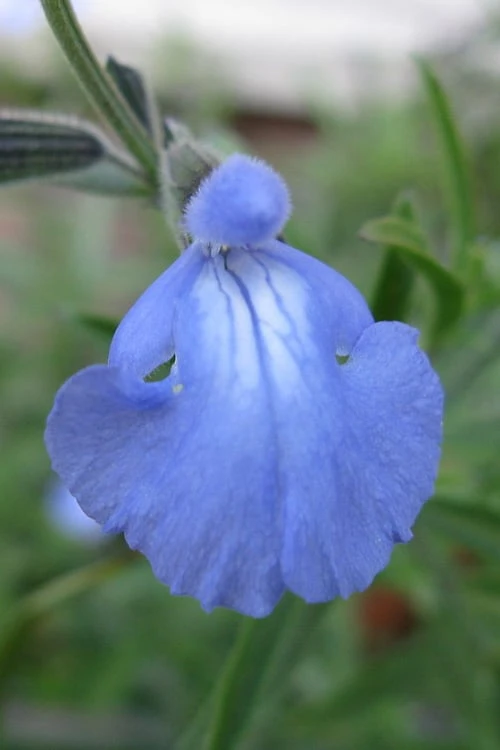 Blue Pitcher Sage (Salvia Azurea) - 1 Gallon Pot - Image 4