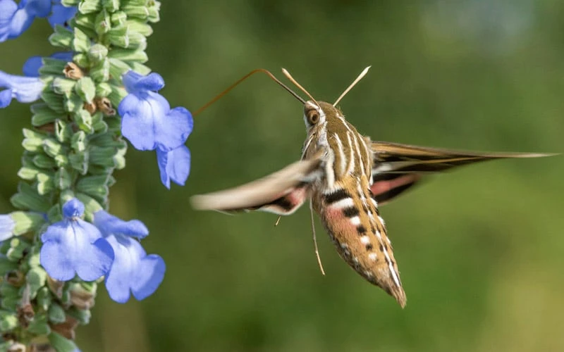 Blue Pitcher Sage (Salvia Azurea) - 1 Gallon Pot - Image 5