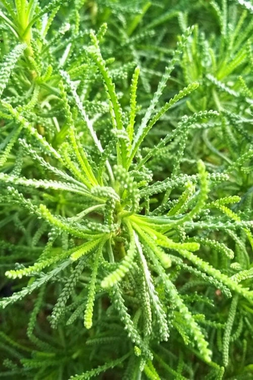 Green Santolina (Lavender Cotton) - 5 Pack Of Quart Pots - Image 5