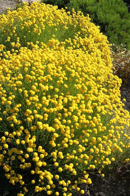 Green Santolina (Lavender Cotton) - 5 Pack Of Quart Pots