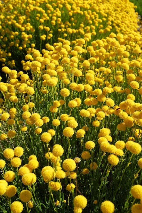 Green Santolina (Lavender Cotton) - 5 Pack Of Quart Pots - Image 7