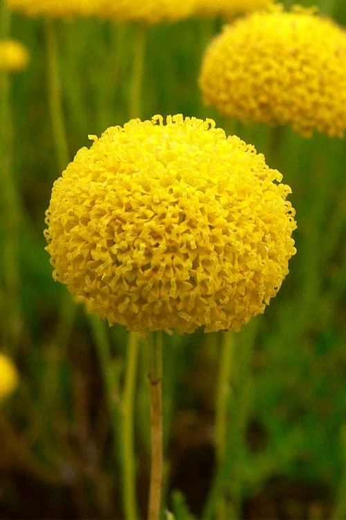 Green Santolina (Lavender Cotton) - 5 Pack Of Quart Pots - Image 9