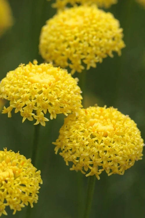 Green Santolina (Lavender Cotton) - 5 Pack Of Quart Pots - Image 4