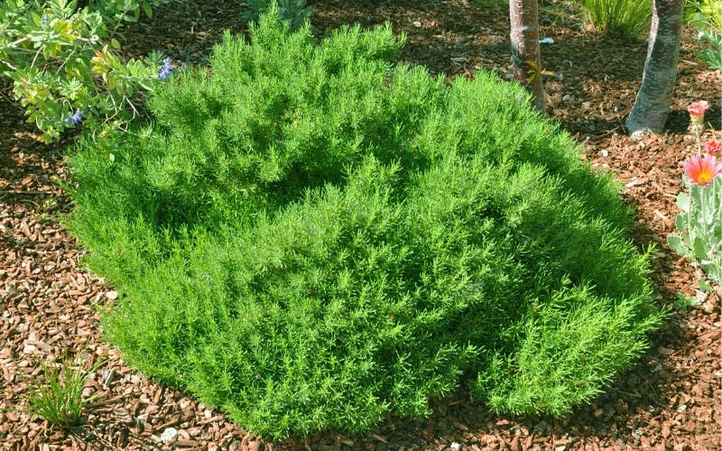 Green Santolina (Lavender Cotton) - 5 Pack Of Quart Pots - Image 6