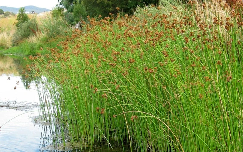 Softstem Bulrush (Schoenoplectus Tabernaemontani) - 8 Pack Of 1 Gallon Pots - Image 5