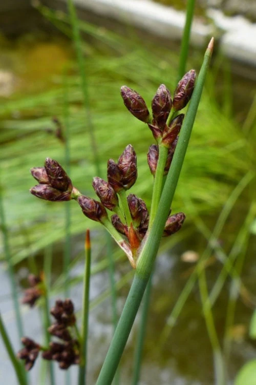 Softstem Bulrush (Schoenoplectus Tabernaemontani) - 1 Gallon Pot - Image 7