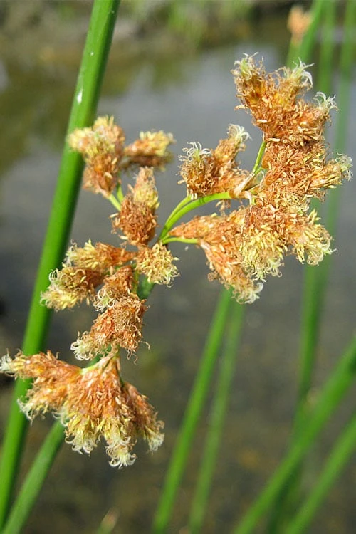 Softstem Bulrush (Schoenoplectus Tabernaemontani) - 8 Pack Of 1 Gallon Pots - Image 6