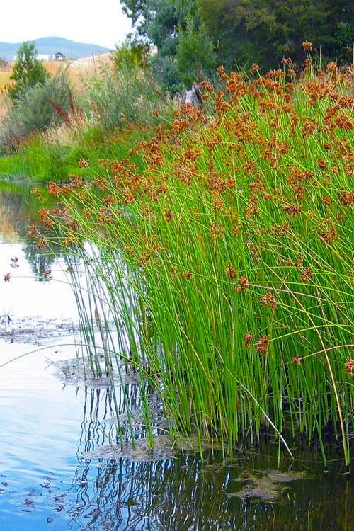 Softstem Bulrush (Schoenoplectus Tabernaemontani) - 8 Pack Of 1 Gallon Pots