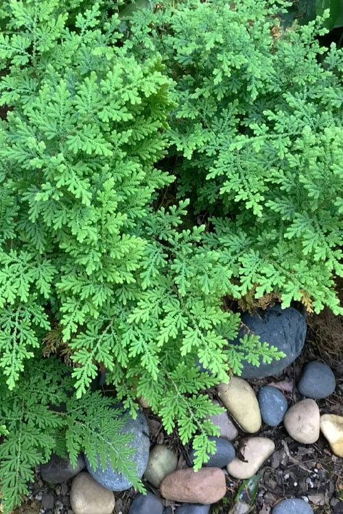 Arborvitae Fern (Selaginella Braunii) - 2.5 Quart Pot - Image 4