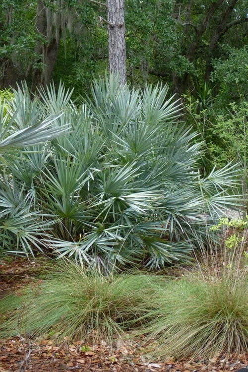 Silver Saw Palmetto Palm - 3 Gallon Pot - Image 4