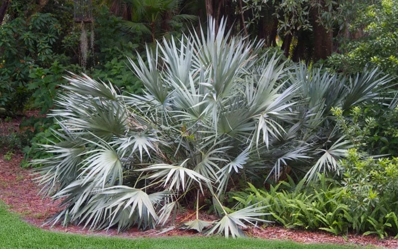 Silver Saw Palmetto Palm - 3 Gallon Pot - Image 7