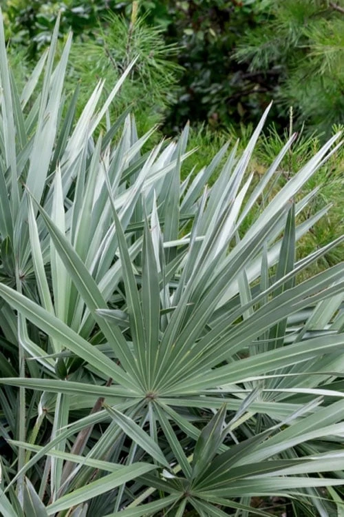 Silver Saw Palmetto Palm - 3 Gallon Pot - Image 6