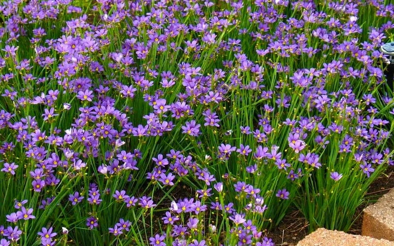 Lucerne Blue-Eyed Grass - 5 Pack Of Quart Pots - Image 6
