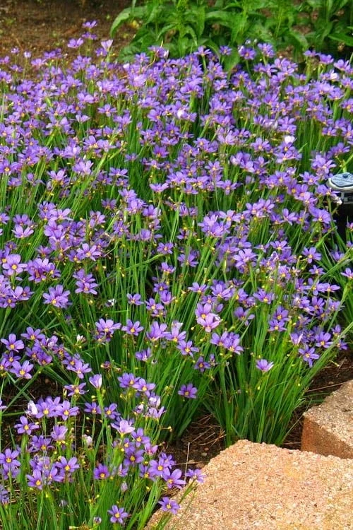 Lucerne Blue-Eyed Grass - 5 Pack Of Quart Pots - Image 4