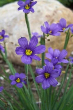 Lucerne Blue-Eyed Grass - 1 Gallon Pot