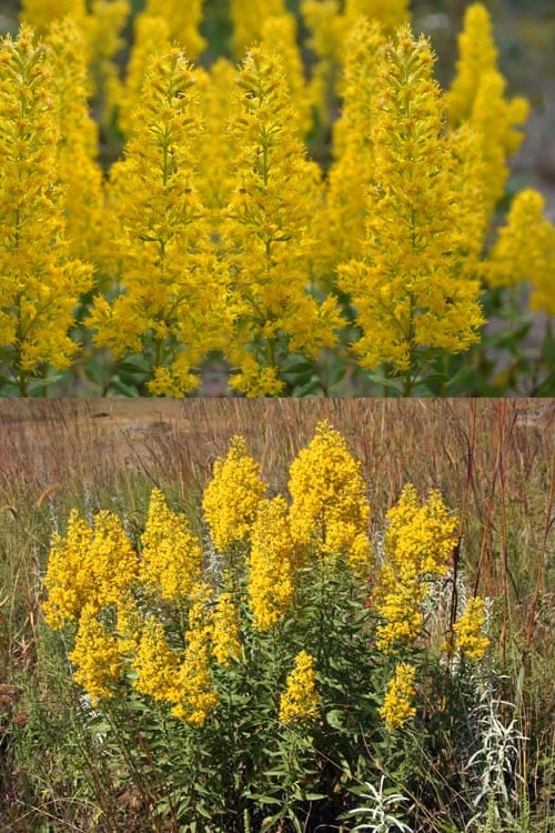 Showy Goldenrod (Solidago Speciosa) - 1 Gallon Pot - Image 4