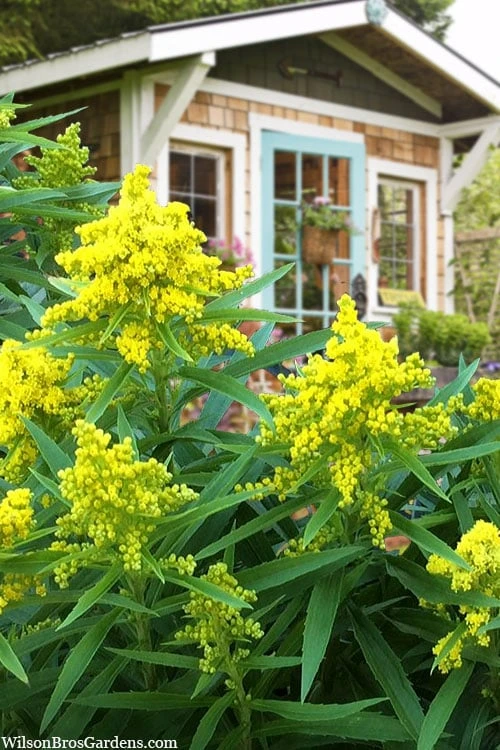 Sweety Goldenrod (Solidago Canadensis) - 5 Pack Of Quart Pots - Image 4