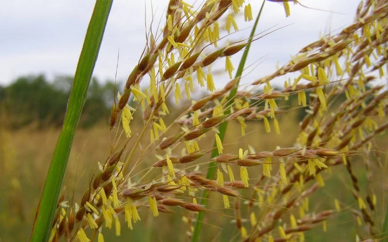 Yellow Indian Grass (Sorghastrum Nutans) - 6 Pack Of 1 Gallon Pots - Image 7