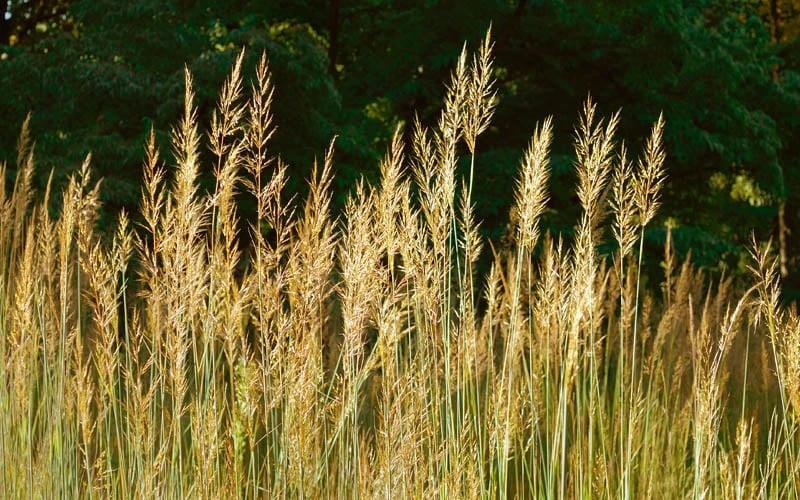 Yellow Indian Grass (Sorghastrum Nutans) - 6 Pack Of 1 Gallon Pots - Image 8