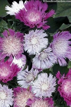 Color Wheel Stokesia (Stokes Aster) - 1 Gallon Pot