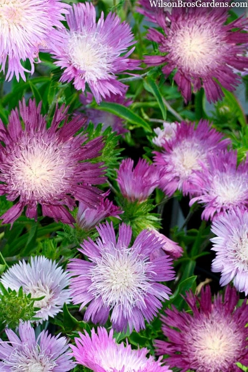 Color Wheel Stokesia (Stokes Aster) - 1 Gallon Pot - Image 4