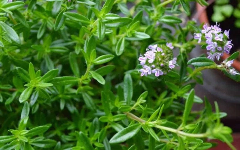 Summer Savory Plant - 6 Pack Of Pint Pots - Image 6