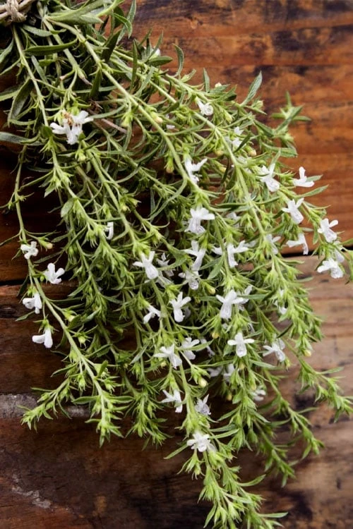 Summer Savory Plant - 6 Pack Of Pint Pots - Image 5